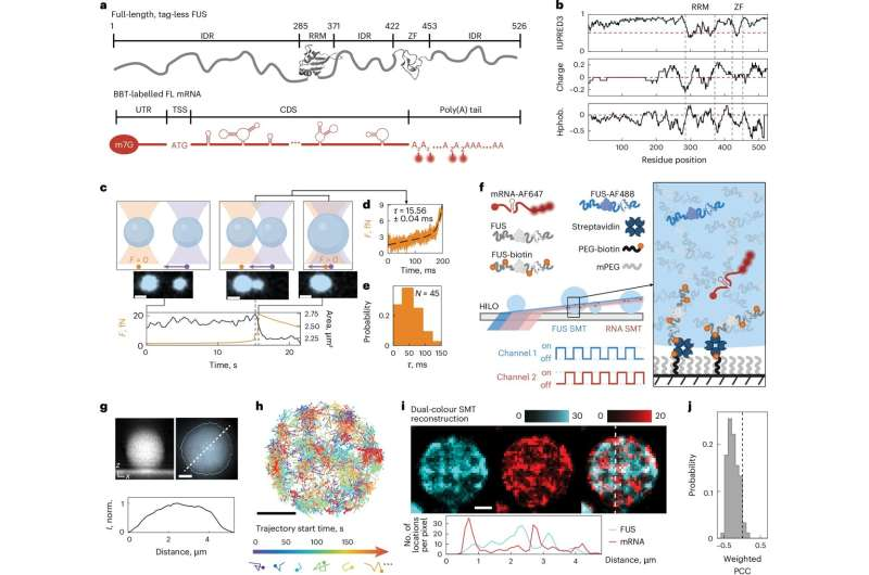Cellular Nanodomains Inside Biomolecular Condensates Reveal New Clues About ALS and Dementia