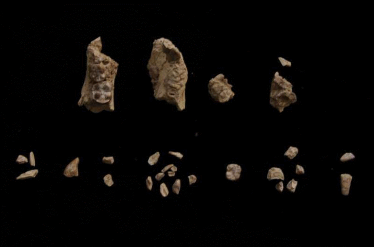 Ancient Hominin Fossils Show Two Early Human Ancestors Lived Side by Side in Ethiopia
