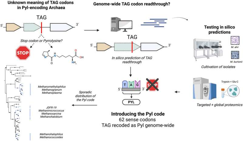 Discovery of a New Genetic Code in Archaea Is Opening Major Opportunities for Bioengineering Discovery of a New Genetic Code in Archaea Is Opening Major Opportunities for Bioengineering