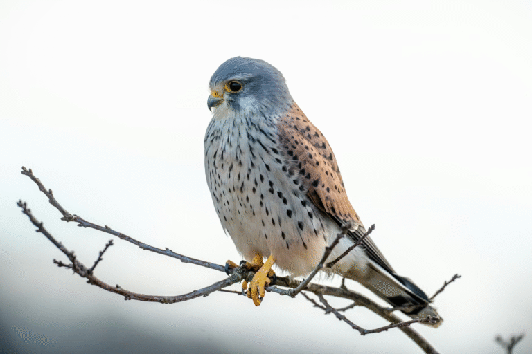 American Kestrels Are Emerging as a Valuable Food-Safety Partner for Michigan Cherry Growers