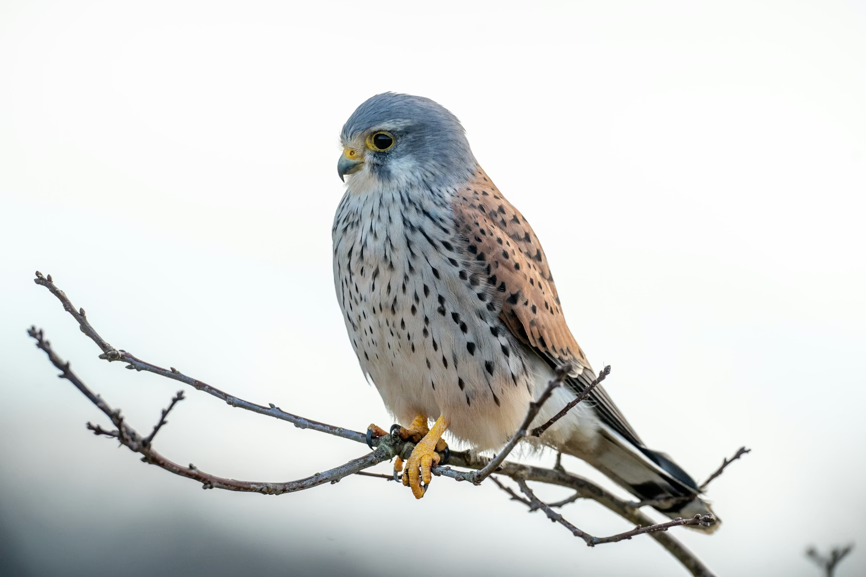 American Kestrels Are Emerging as a Valuable Food-Safety Partner for Michigan Cherry Growers