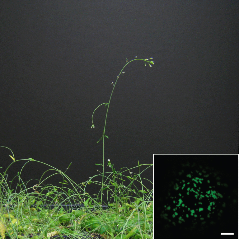 Researchers Uncover a New Gravity-Sensing Pathway That Helps Plants Grow in the Right Direction
