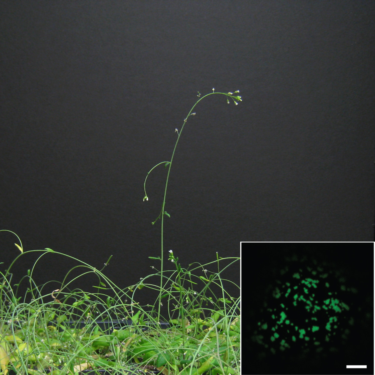 Researchers Uncover a New Gravity-Sensing Pathway That Helps Plants Grow in the Right Direction