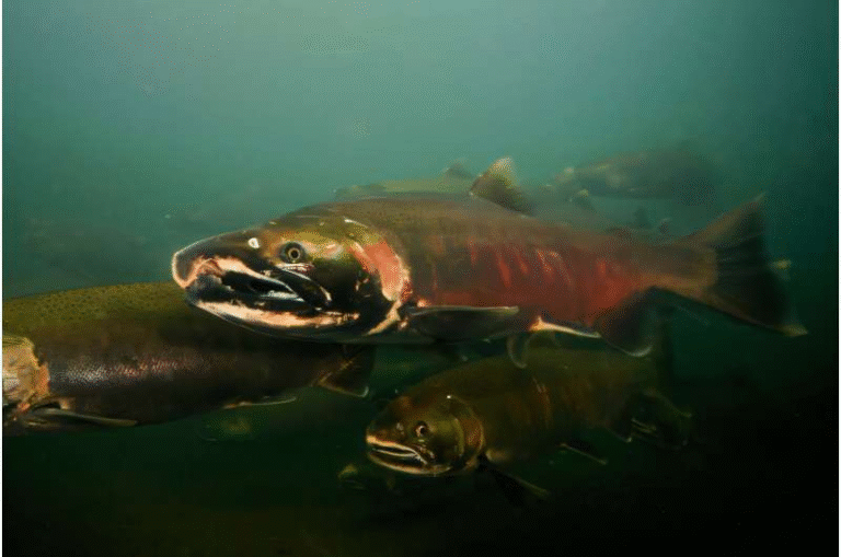 Airborne eDNA Monitoring Shows How Salmon Can Be Counted Straight From the Air