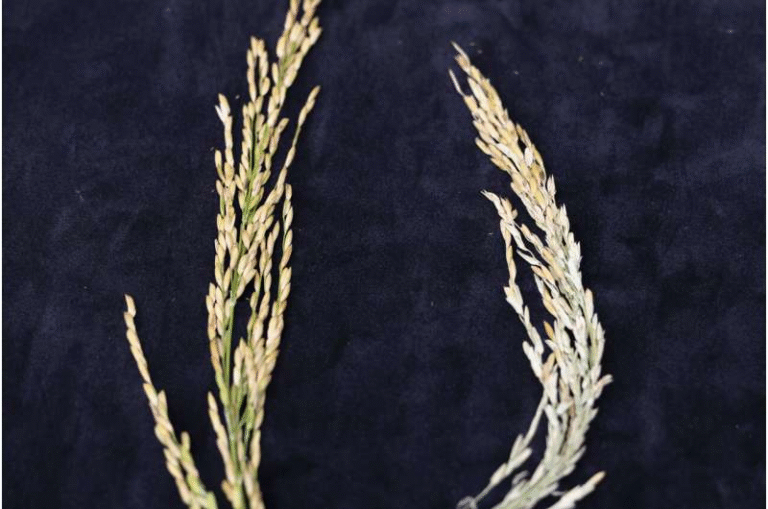 Genetic Breakthrough Offers New Hope for Rice Facing High Nighttime Temperatures