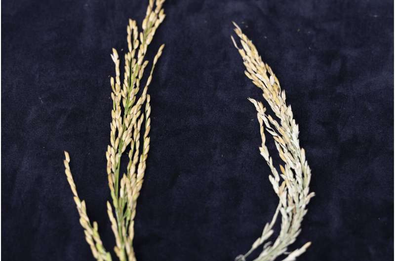 Genetic Breakthrough Offers New Hope for Rice Facing High Nighttime Temperatures