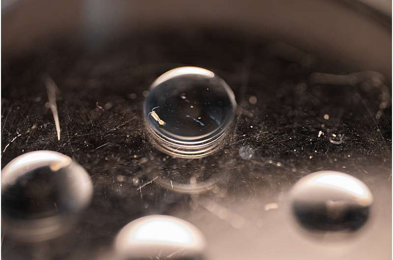 Gene Position in Copepod Chromosomes Shapes How These Tiny Creatures Adapt to Rapid Environmental Change Gene Position in Copepod Chromosomes Shapes How These Tiny Creatures Adapt to Rapid Environmental Change