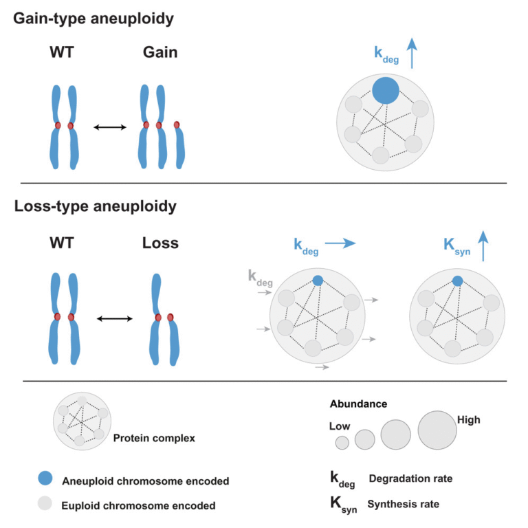 How Cancer Cells Manage Missing Chromosomes and Maintain Protein Balance