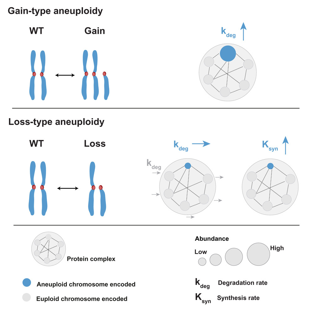 How Cancer Cells Manage Missing Chromosomes and Maintain Protein Balance