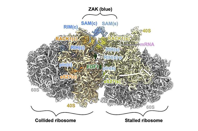 Scientists Reveal the 3D Structure of the ZAK Protein That Detects Cellular Stress