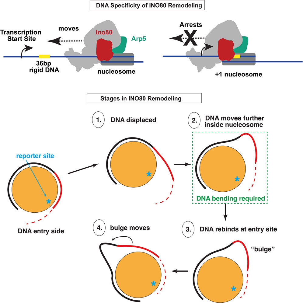 DNA Shape and Rigidity Play a Decisive Role in How INO80 Controls Gene Expression