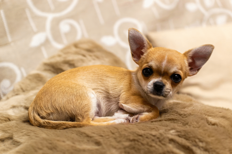 Most Modern Dogs Carry Hidden Wolf DNA Including Tiny Breeds Like the Chihuahua