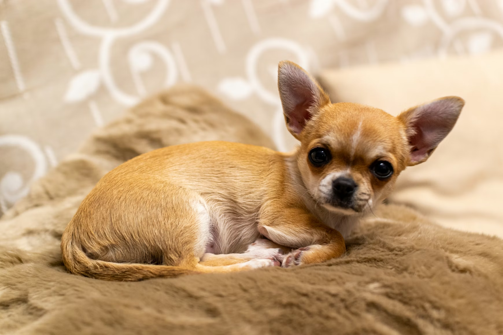 Most Modern Dogs Carry Hidden Wolf DNA Including Tiny Breeds Like the Chihuahua