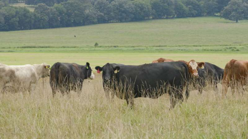 Long-Term Cattle Research Highlights How Early Decisions Shape Feedlot Performance