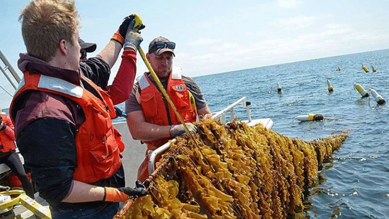 A New Comprehensive Tool Aims to Dramatically Cut the High Costs of Kelp Farming