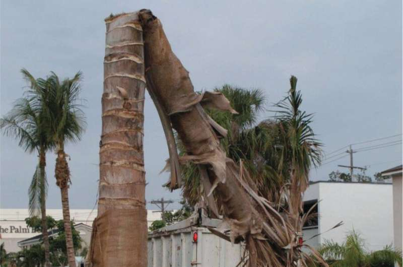 New Palm Testing Method Helps Identify Trees at Risk of Dangerous Trunk Rot