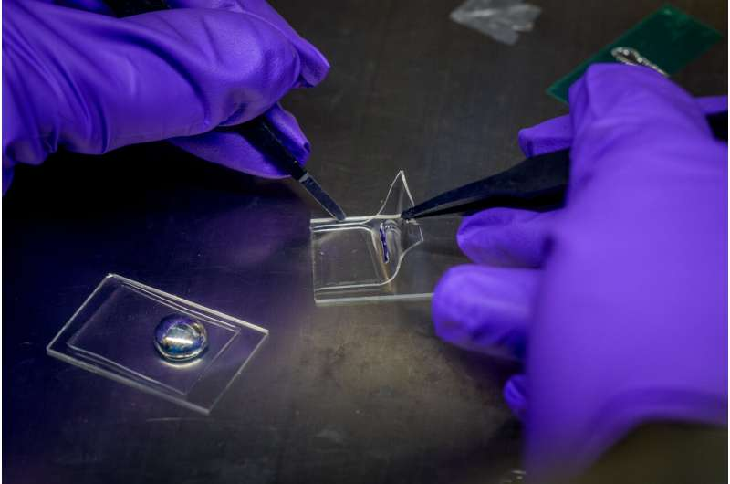 Innovative Materials Push Stretchable OLED Displays Closer to Real-World Use