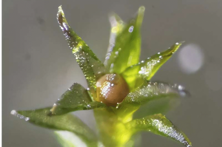Moss Spores Survive Nine Months Outside the International Space Station and Return to Earth Ready to Grow