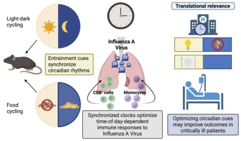 How Circadian Rhythms Can Boost Infection Recovery and What It Means for Modern Healthcare