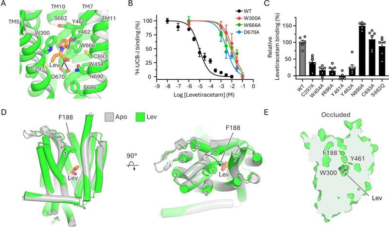 How Anti-Epilepsy Drugs Physically Reshape a Crucial Brain Protein