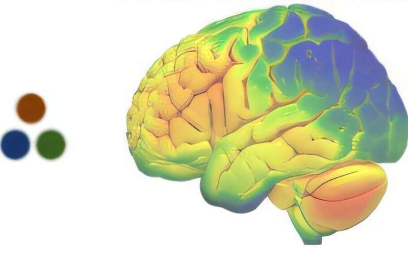 Georgia State Researchers Reveal the Cellular Blueprint Behind How the Brain Thinks and Feels