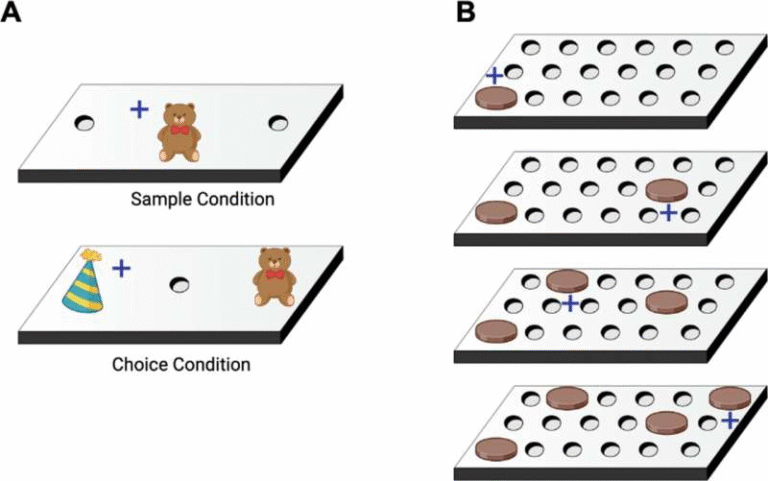 Middle-Aged Brains Show Remarkable Ability to Repair and Preserve Memory With Stem Cell-Based Treatment