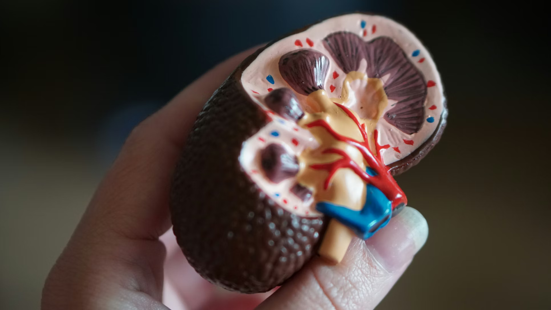 Pegcetacoplan Brings the Closest Thing Yet to a Cure for a Rare and Severe Kidney Disease