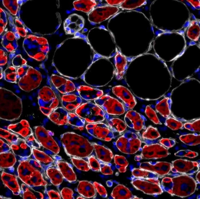 Scientists Link Tenascin-C Protein to Muscle Stem Cell Health and New Possibilities for Treating Age-Related Muscle Loss