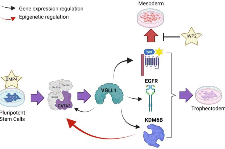 Scientists Reveal the Earliest Steps of Human Placenta Formation and the Crucial Role of the VGLL1 Gene