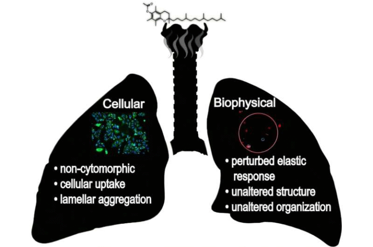 Neutron Scattering Research Reveals How Vitamin E Acetate From Vaping Damages Lung Membranes