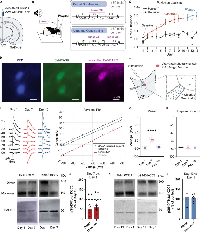 A Key Brain Protein May Shape How We Learn to Link Cues With Rewards