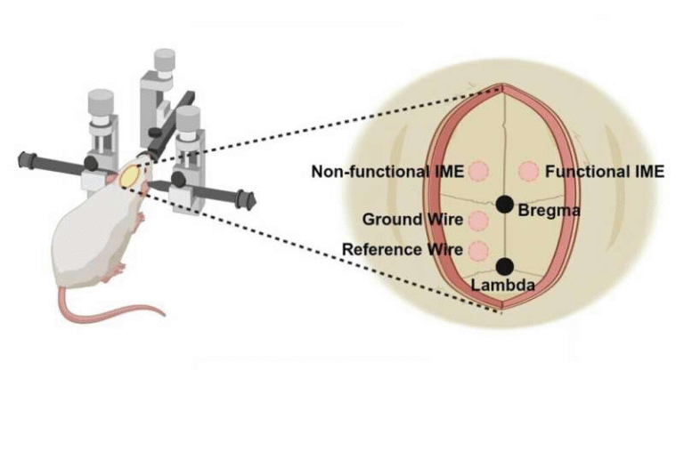 Platelet-Inspired Nanoparticles Could Dramatically Improve Brain-Computer Interface Electrodes