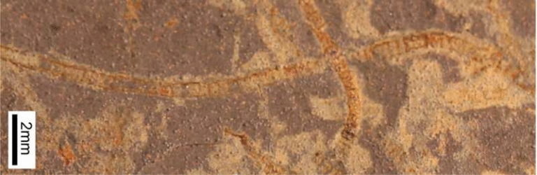 AI Unlocks Chemical Traces of Earth’s Earliest Life in 3.3-Billion-Year-Old Rocks