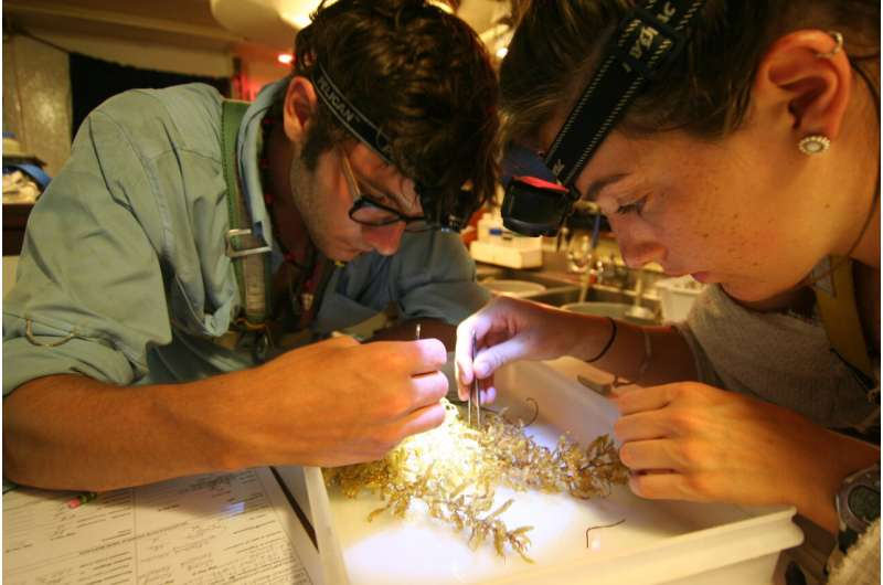 A Major Shift in the Sargasso Sea Reveals a Steep Decline in Historic Sargassum Populations