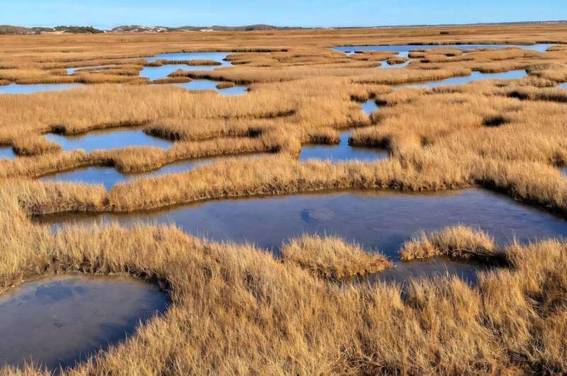 New Research Shows Current Methods May Overestimate Blue Carbon Stored in Coastal Wetlands