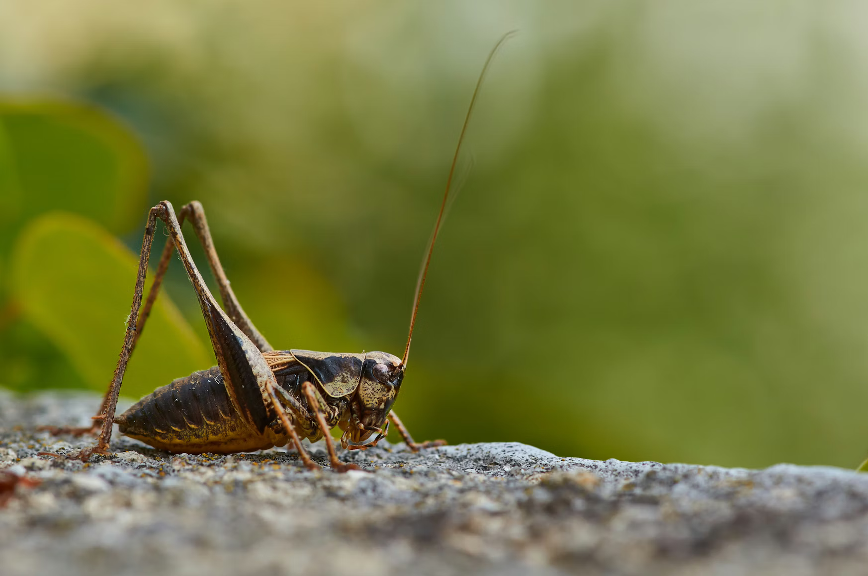 Crickets Are Eating Microplastics and Turning Them Into Even Smaller Plastic Pollution