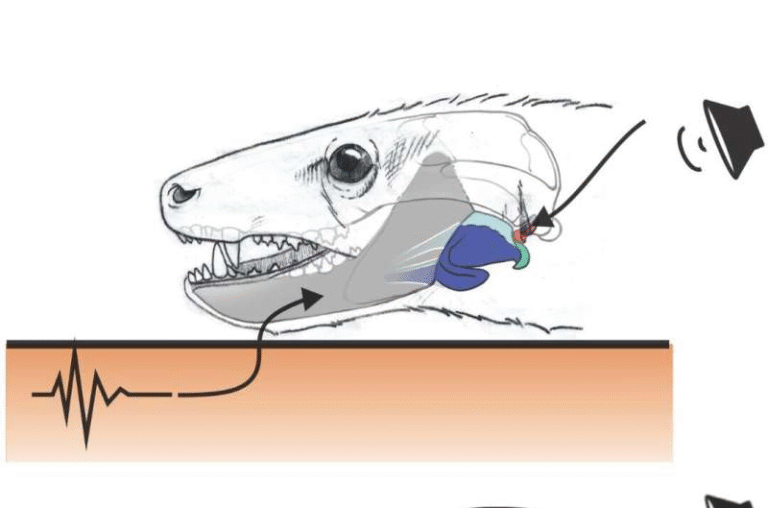 Advanced Hearing in a 250-Million-Year-Old Mammal Ancestor Was Far More Sophisticated Than We Thought
