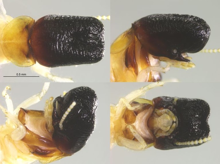Scientists Discover a Whale-Headed Termite Species in the Rainforests of South America