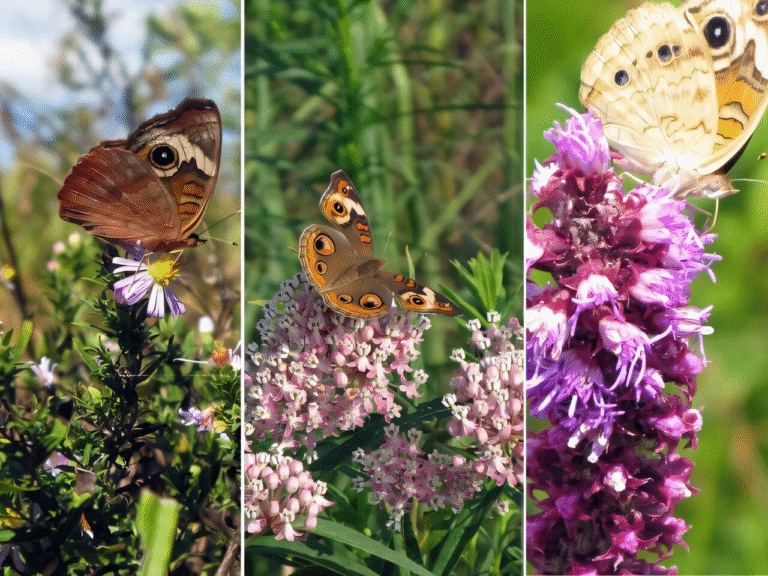 Butterfly Vision Changes With the Seasons as New Research Reveals Shifts in Genes, Behavior, and Color