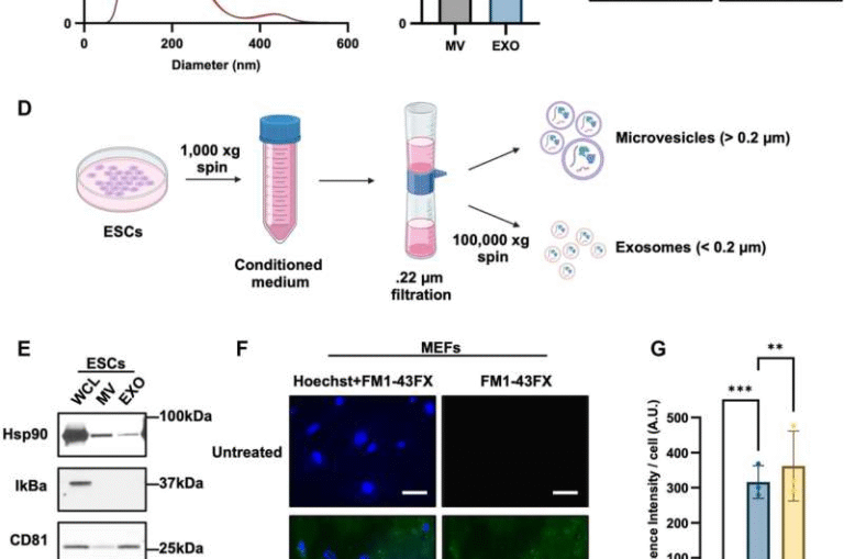 Embryonic Stem Cell Extracellular Vesicles Show New Potential to Slow Cellular Aging