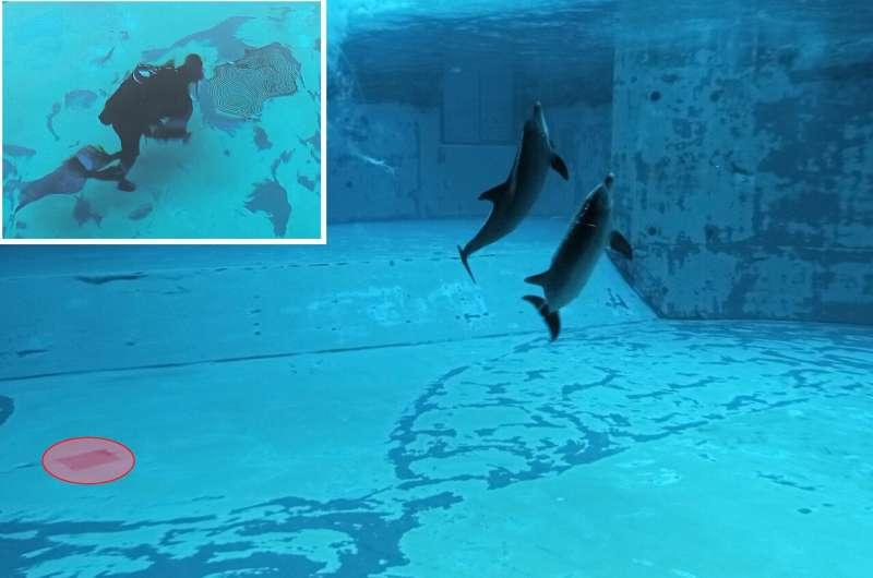 Captive Bottlenose Dolphins Change Their Vocalizations During Enrichment Activities, New Study Finds