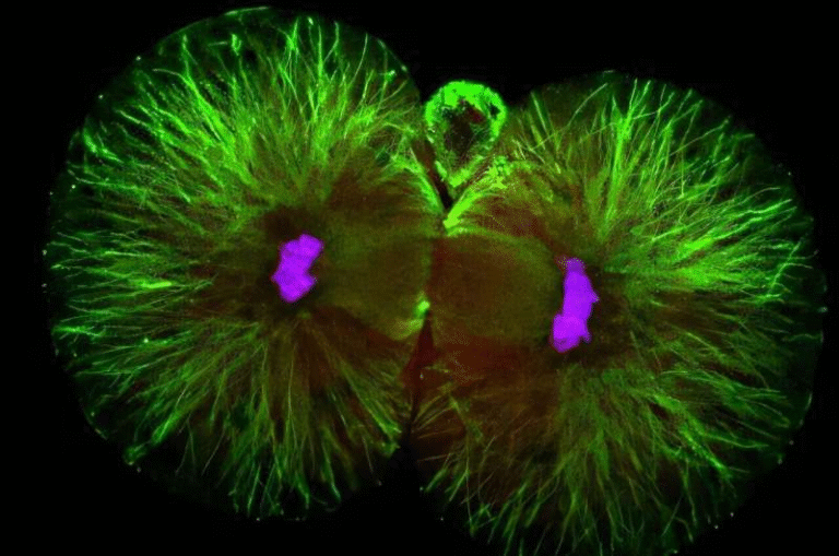 Early Embbryo Development Isn’t Symmetrical After All and Science Now Knows Why