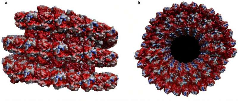Microtubules May Be Electrical Signal Carriers Inside Neurons, According to New Physics Research