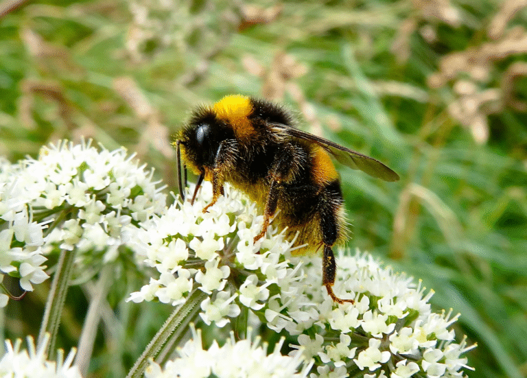 Bumble Bees Launch a Three-Stage Defensive Response When Their Nest Is Disturbed