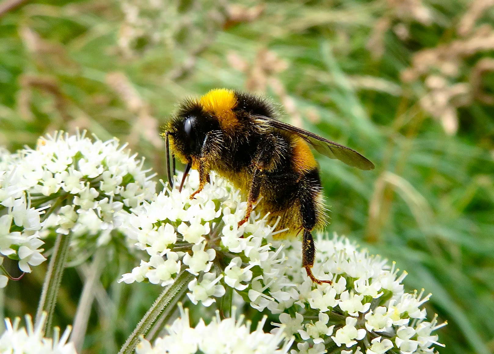 Bumble Bees Launch a Three-Stage Defensive Response When Their Nest Is Disturbed