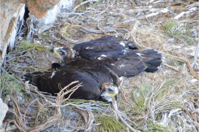 Golden Eagles in the Western US Appear Stable but Nevada’s Population Is Quietly Declining