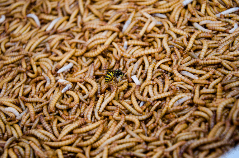 Scientists Have Found a Molecular Clock in Maggots That Could Transform How Time of Death Is Estimated