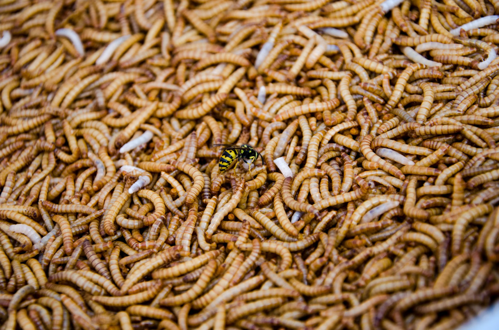 Scientists Have Found a Molecular Clock in Maggots That Could Transform How Time of Death Is Estimated
