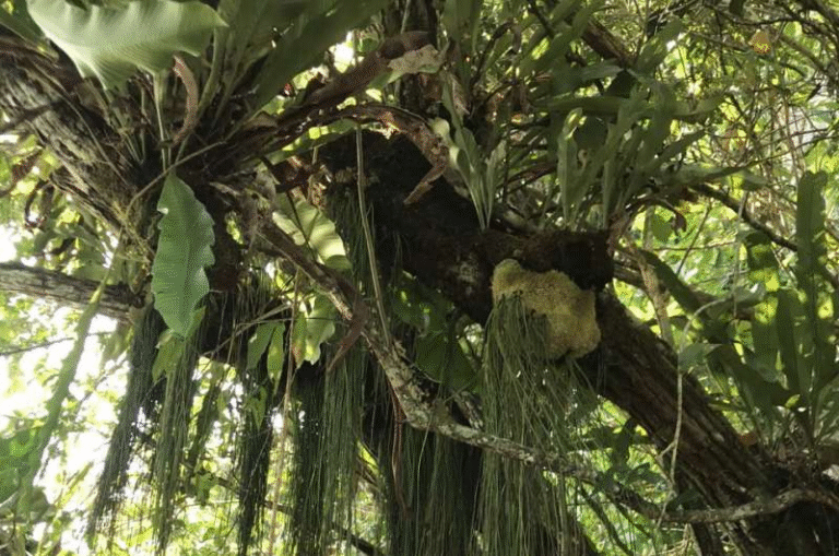 Tropical Forests Are Growing Deeper Roots to Cope With Climate Change and Increasing Drought