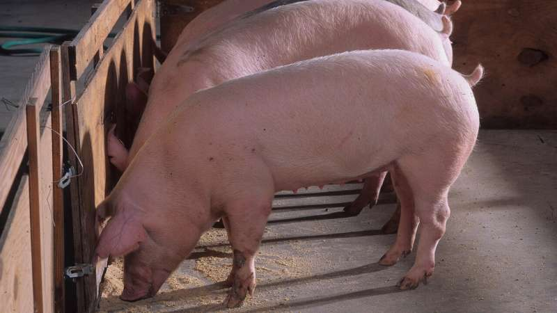 New Statistical Tools Are Making It Easier to Identify Causal DNA Changes in Livestock